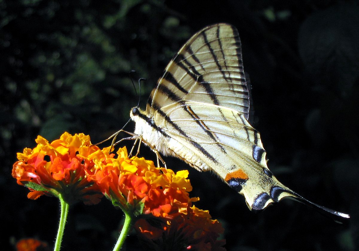 podalirio - Iphiclides podalirius